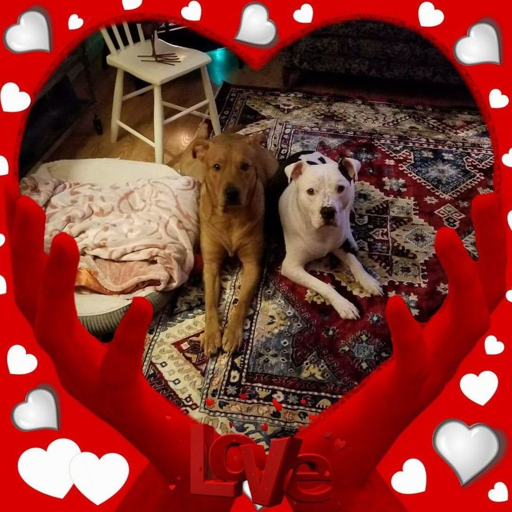 Meet your Posher, Ann